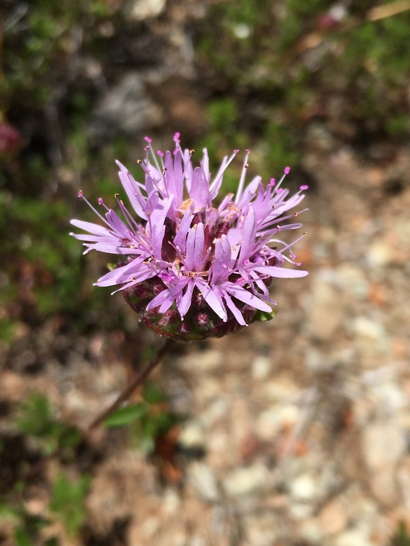 Serpentine Monardella photo 6
