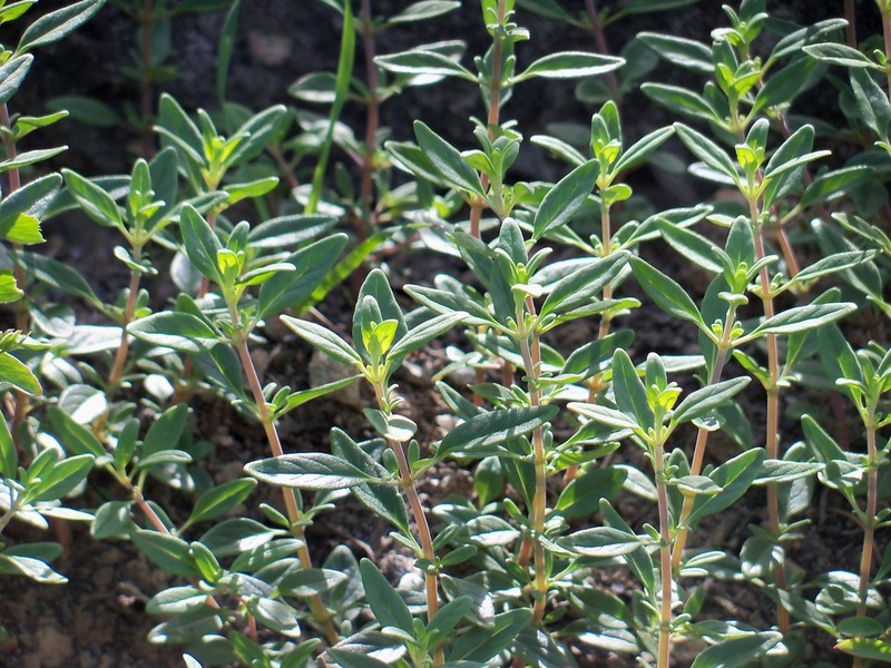 Serpentine Monardella photo 7