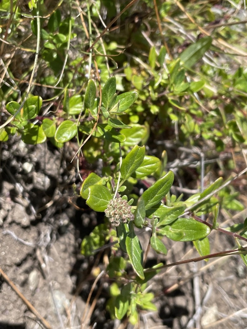 Serpentine Monardella photo 8