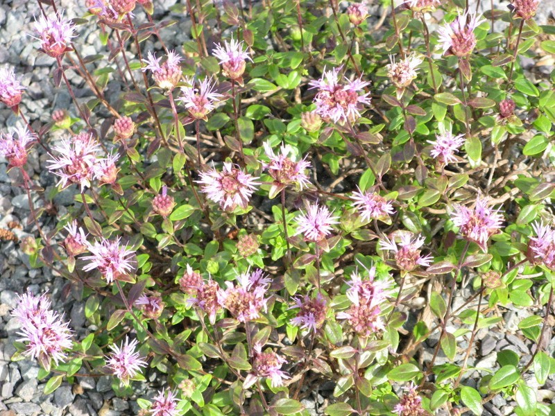 Monardella purpurea subsp. neglecta