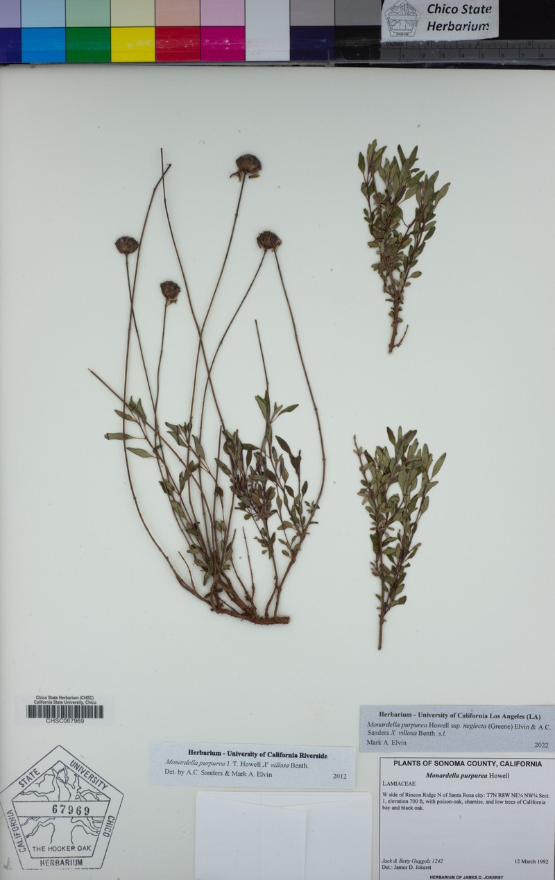 Monardella purpurea subsp. neglecta photo 2