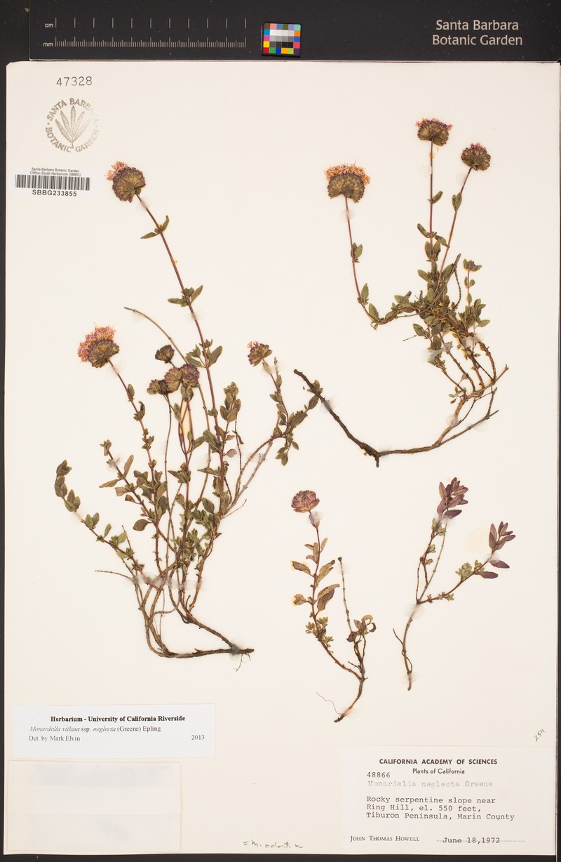 Monardella purpurea subsp. neglecta photo 3