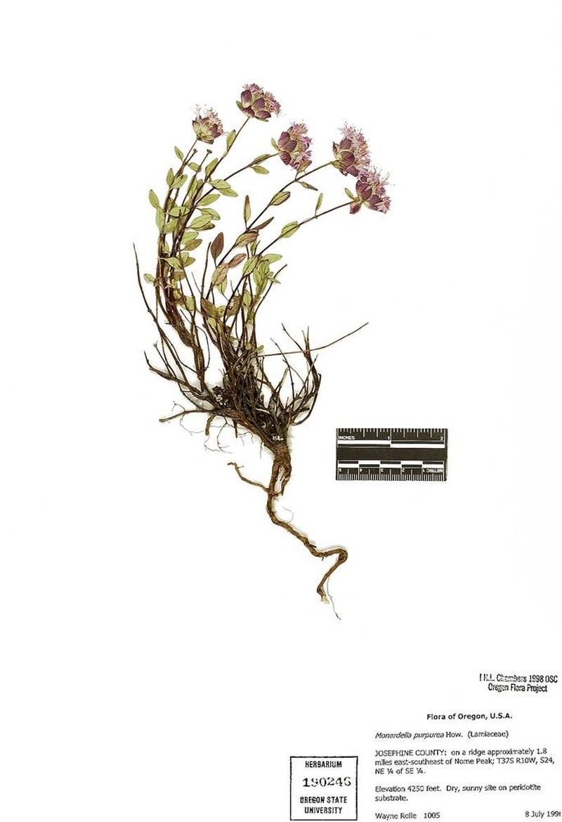 Monardella purpurea subsp. purpurea