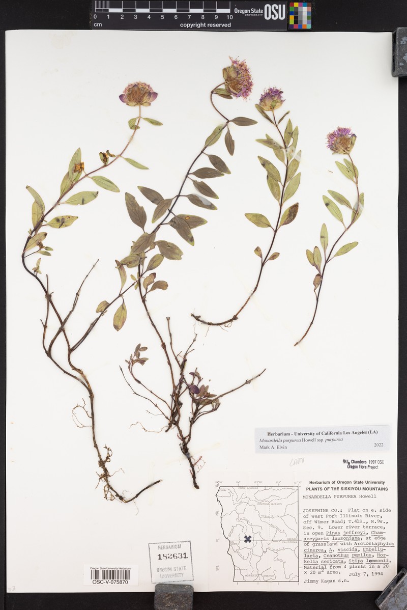 Monardella purpurea subsp. purpurea photo 2