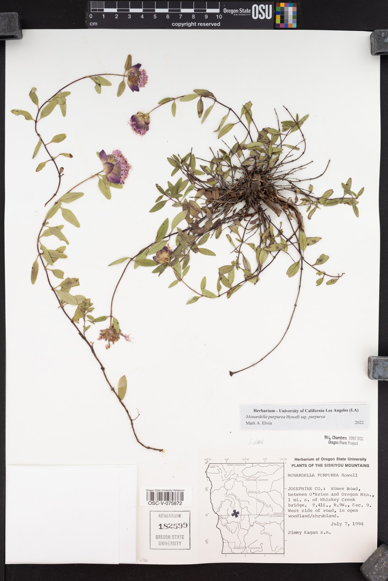 Monardella purpurea subsp. purpurea photo 3