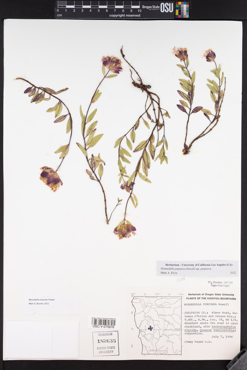 Monardella purpurea subsp. purpurea photo 4