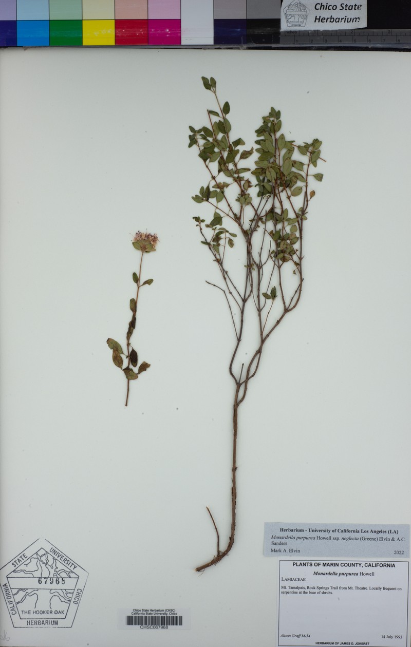 Monardella purpurea subsp. purpurea photo 5