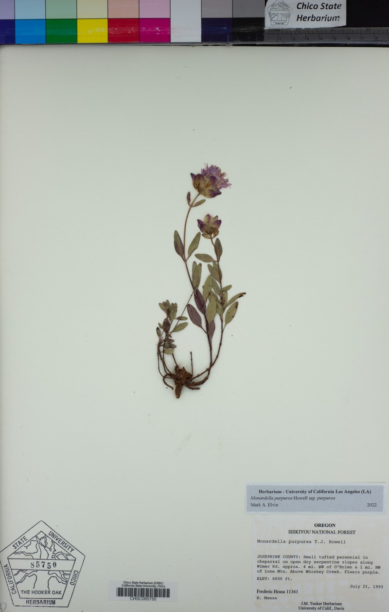 Monardella purpurea subsp. purpurea photo 6