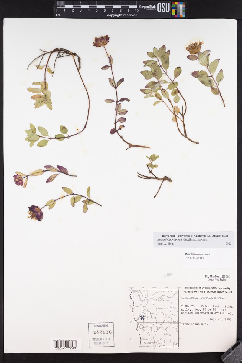 Monardella purpurea subsp. purpurea photo 7