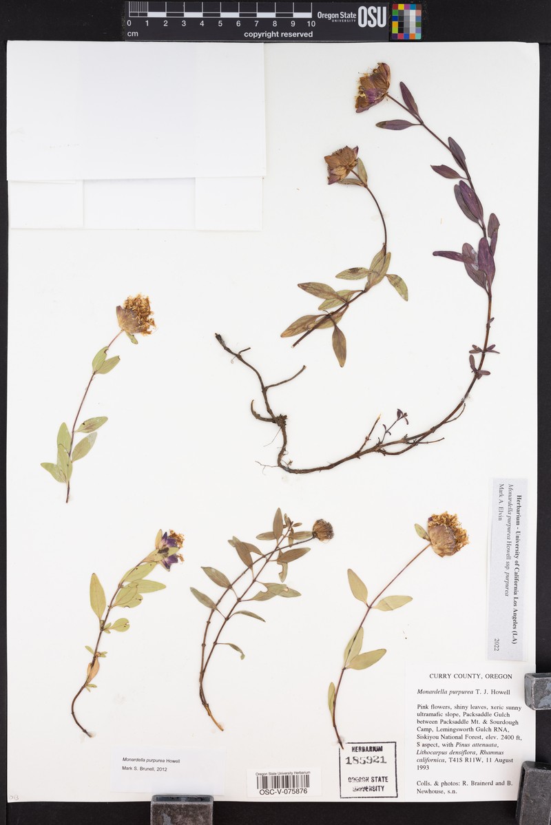 Monardella purpurea subsp. purpurea photo 8