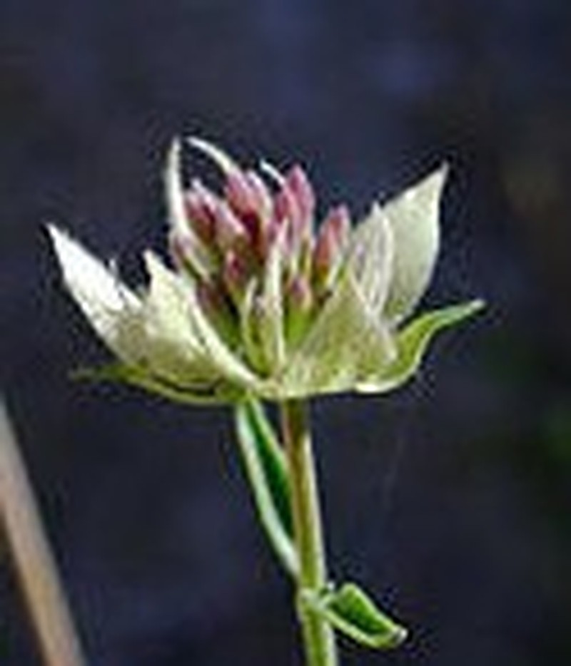 Robison's Monardella