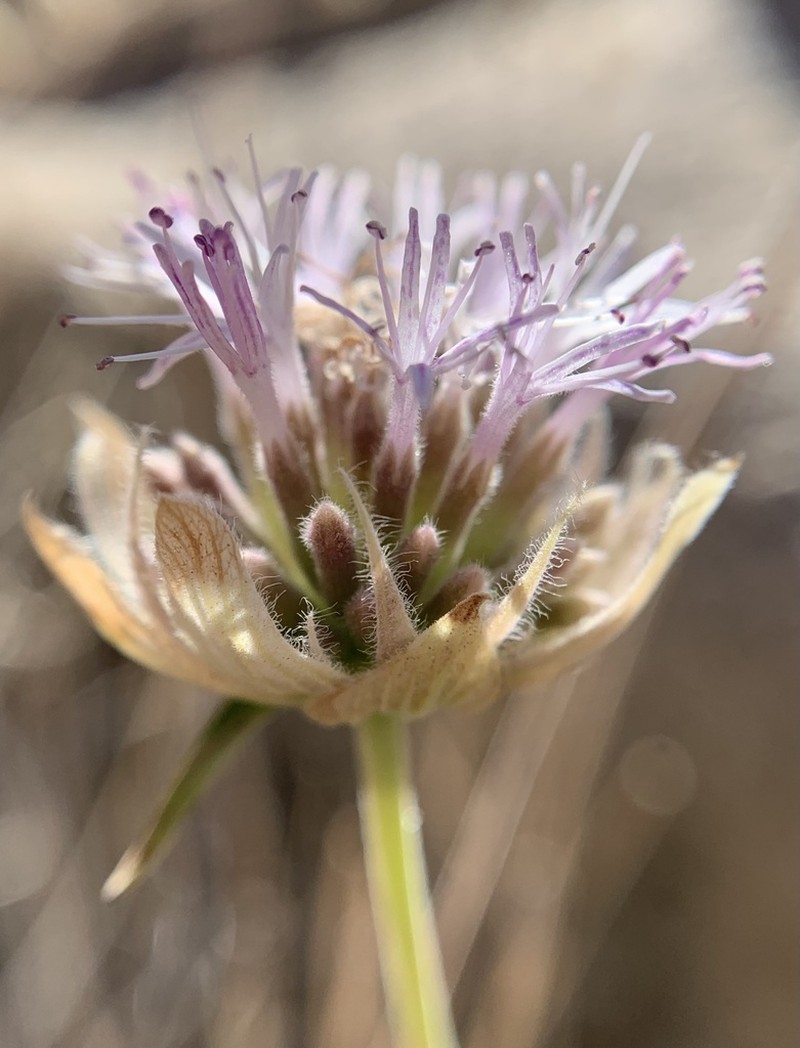 Robison's Monardella photo 2
