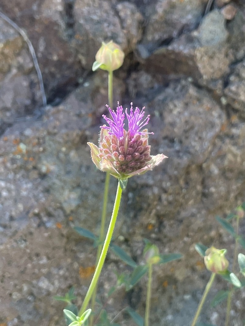 Monardella rubella photo 5