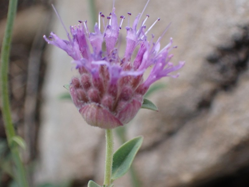Monardella rubella photo 7