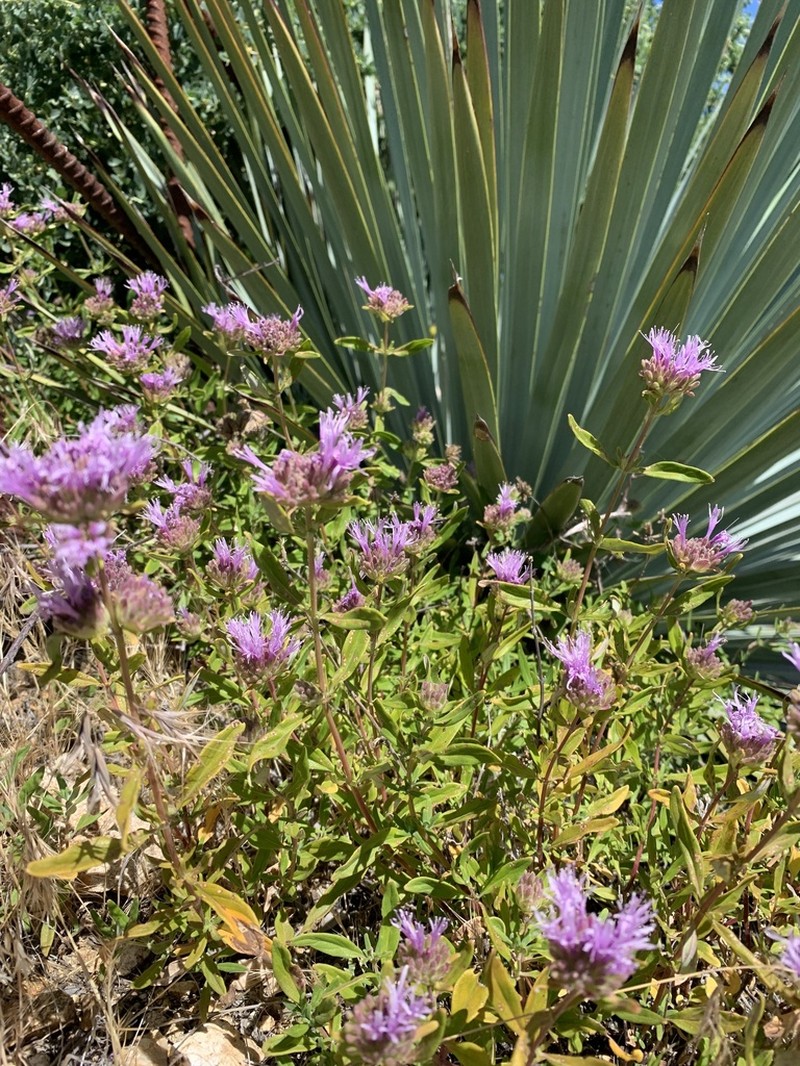 Monardella saxicola