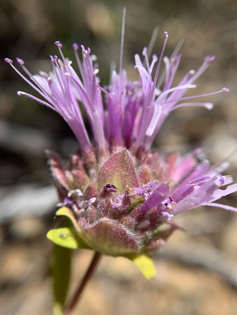 Monardella saxicola photo 3