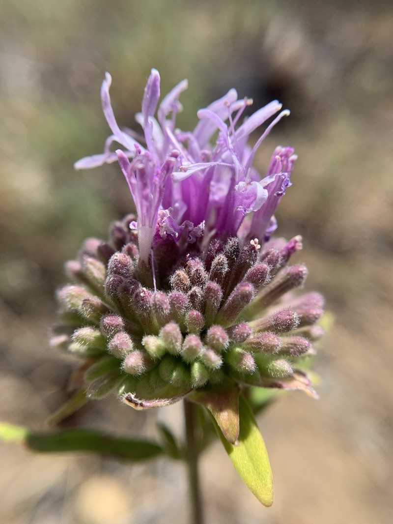 Monardella saxicola photo 5
