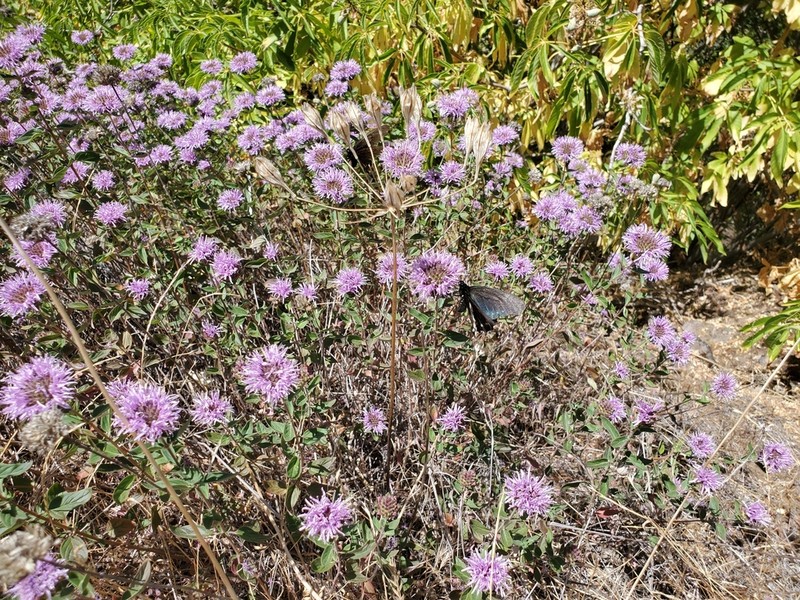 Shelton's Monardella