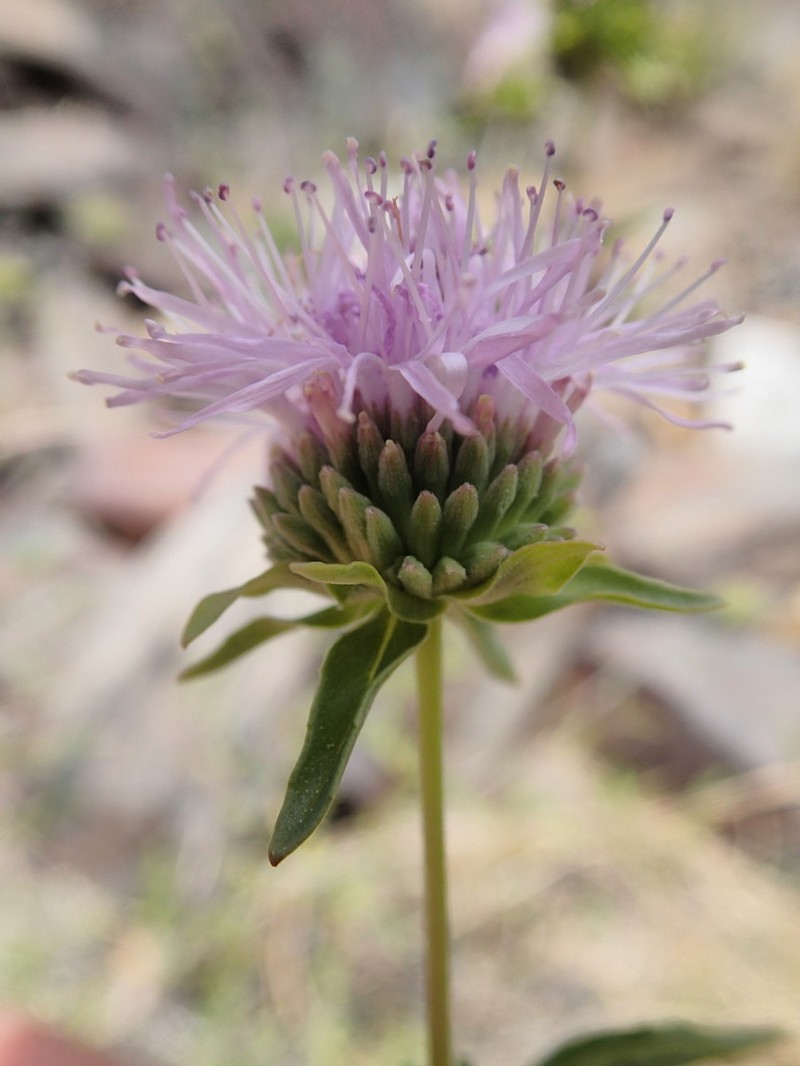 Shelton's Monardella photo 3