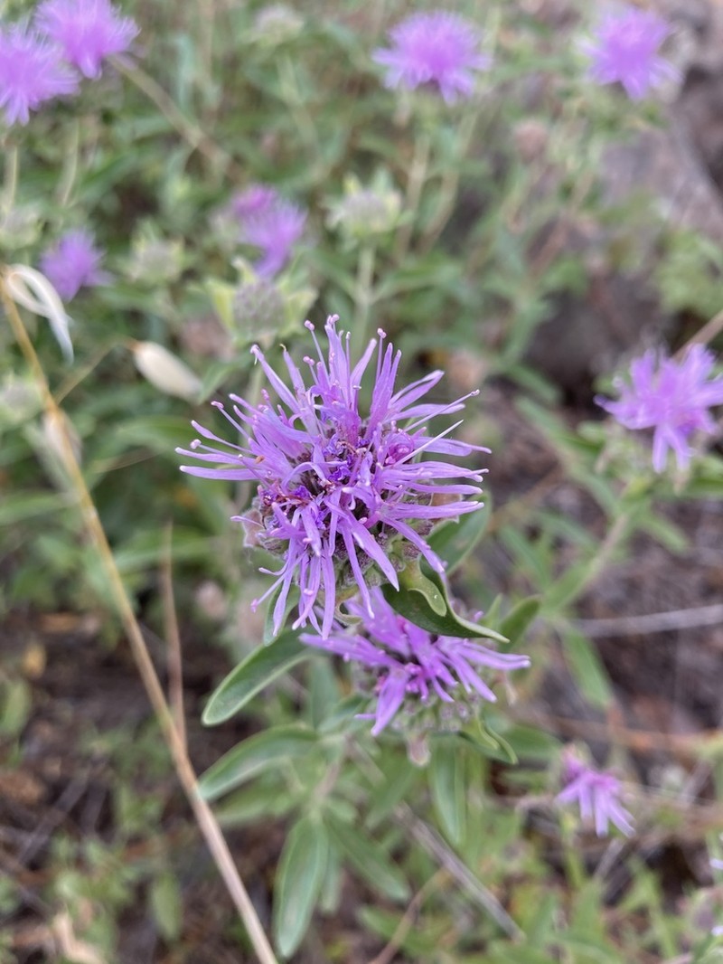 Shelton's Monardella photo 4