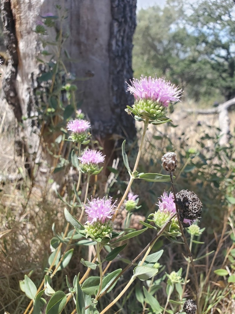 Shelton's Monardella photo 6