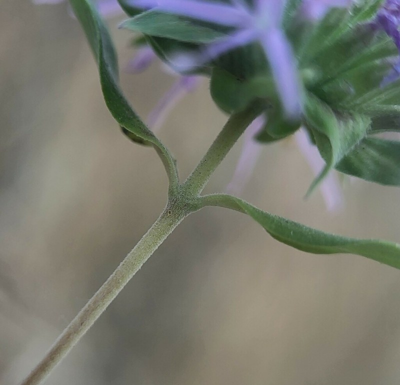Shelton's Monardella photo 7