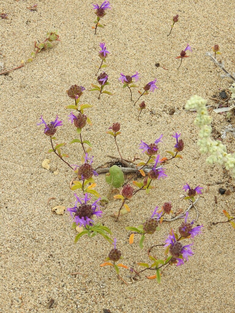Monardella sinuata