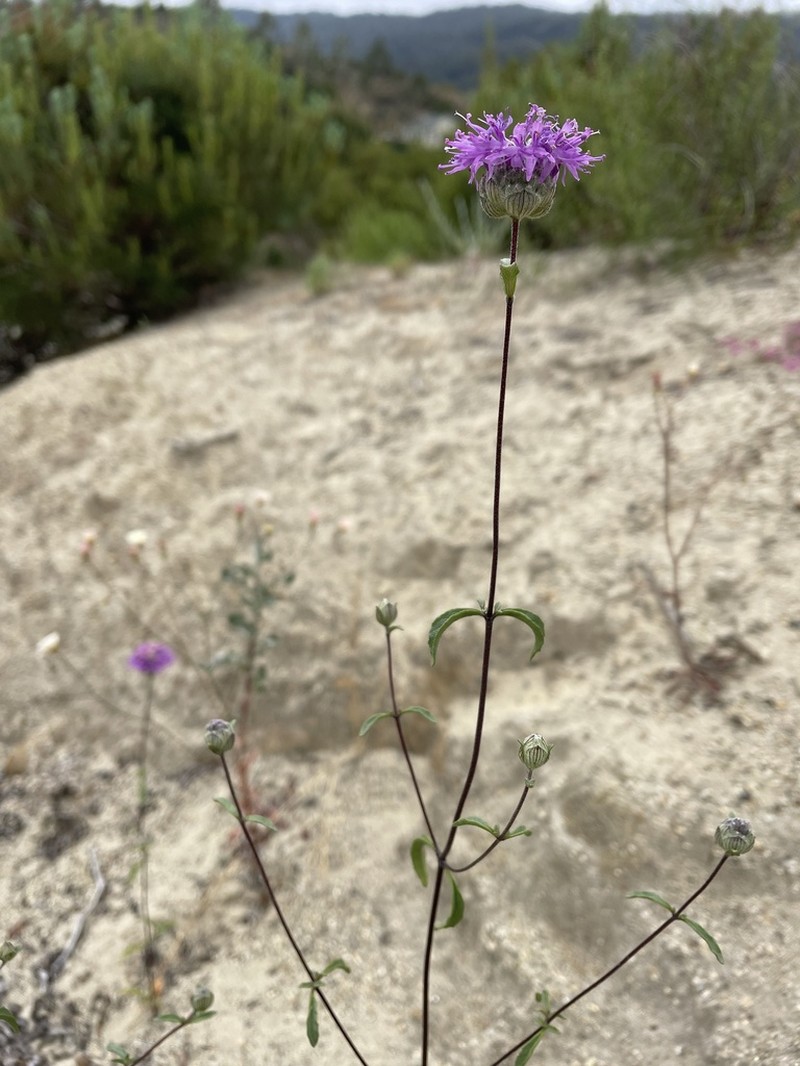 Monardella sinuata photo 2
