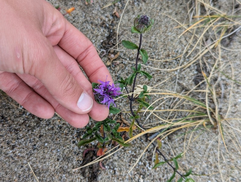Monardella sinuata photo 3