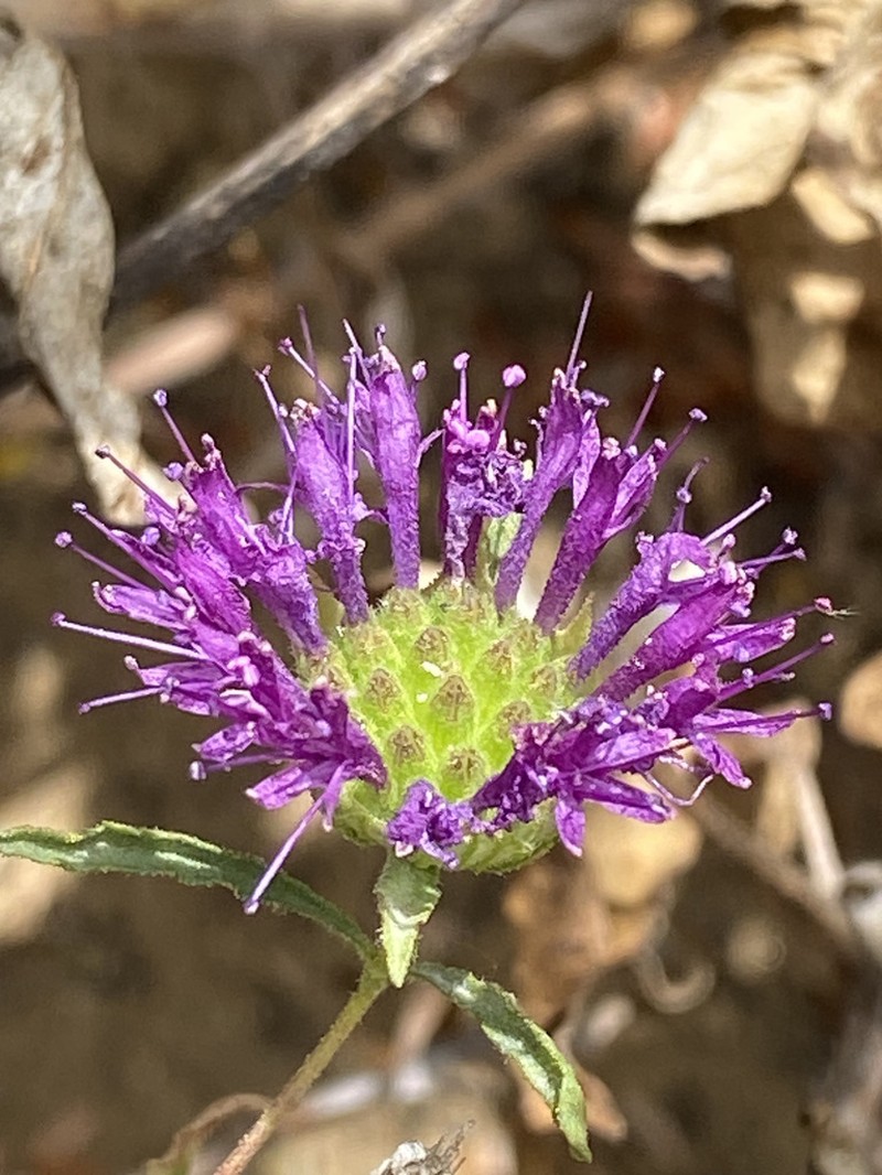 Monardella sinuata photo 4