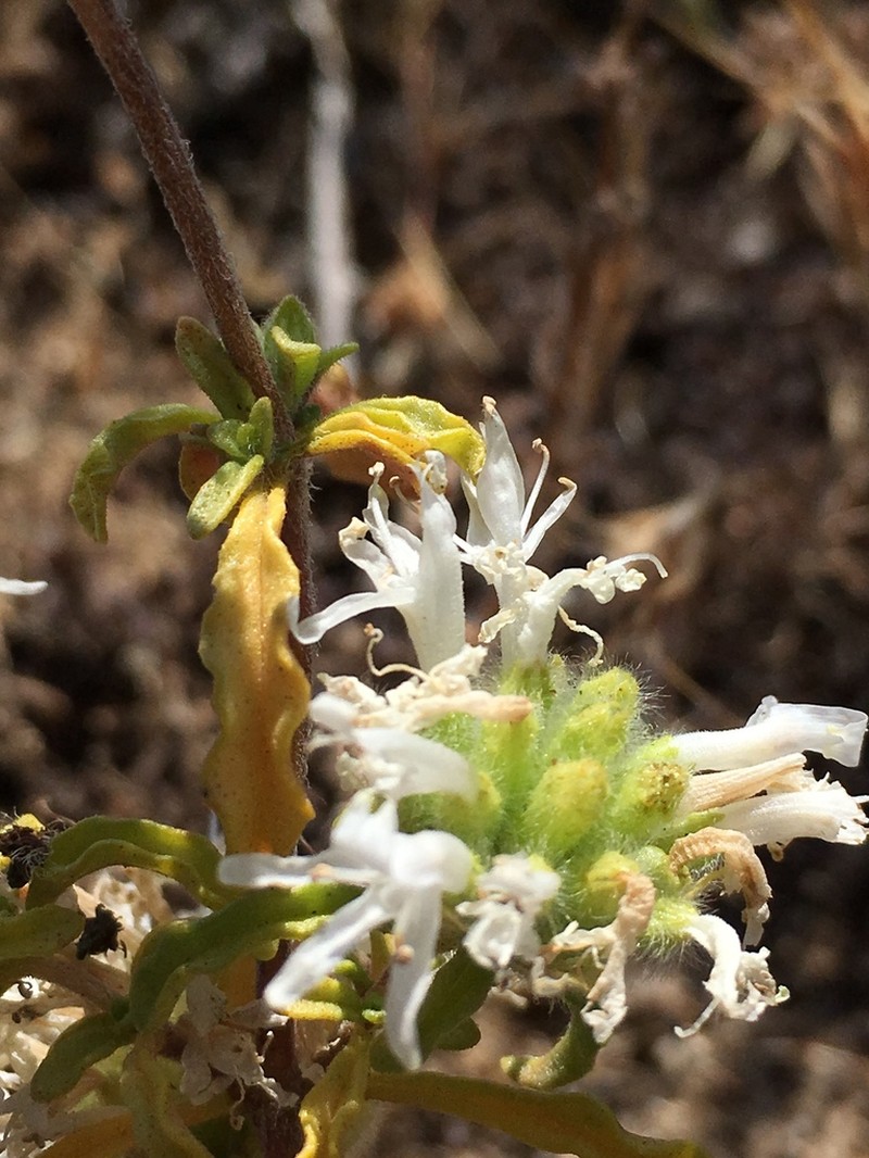 Monardella sinuata photo 6