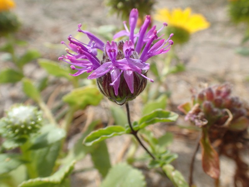 Monardella sinuata photo 7
