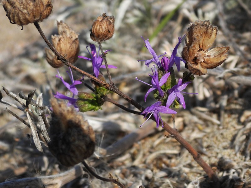 Monardella sinuata photo 8