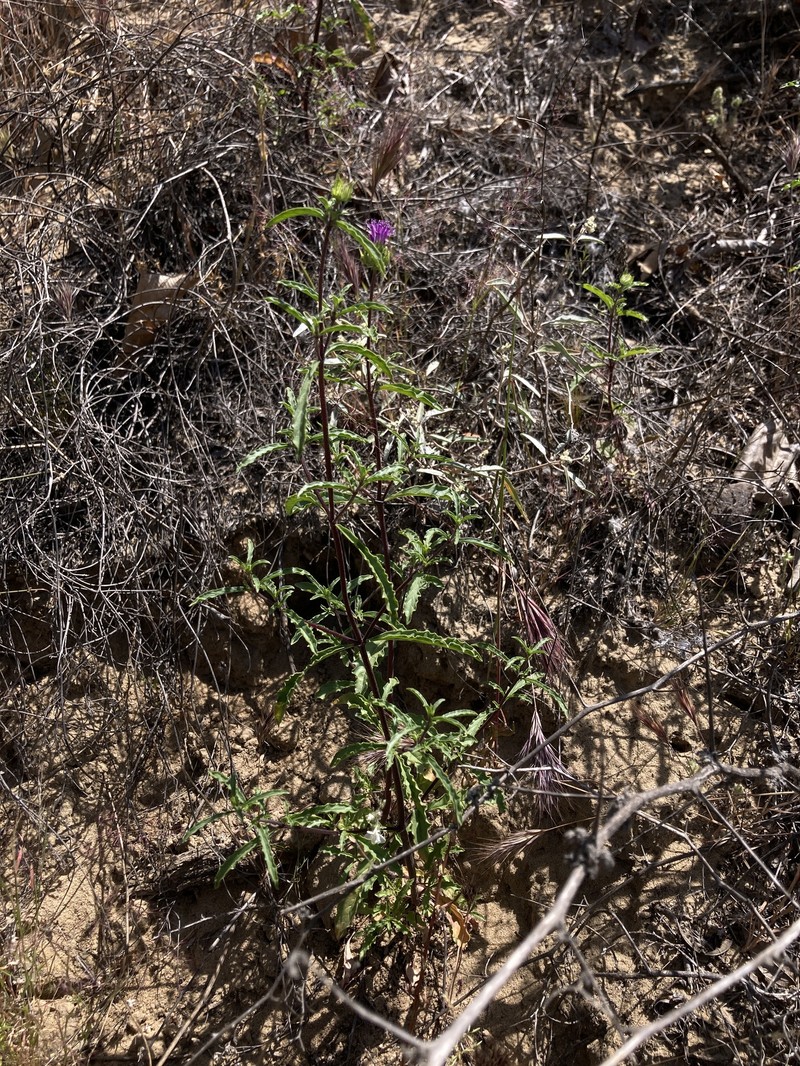 Monardella sinuata subsp. gerryi