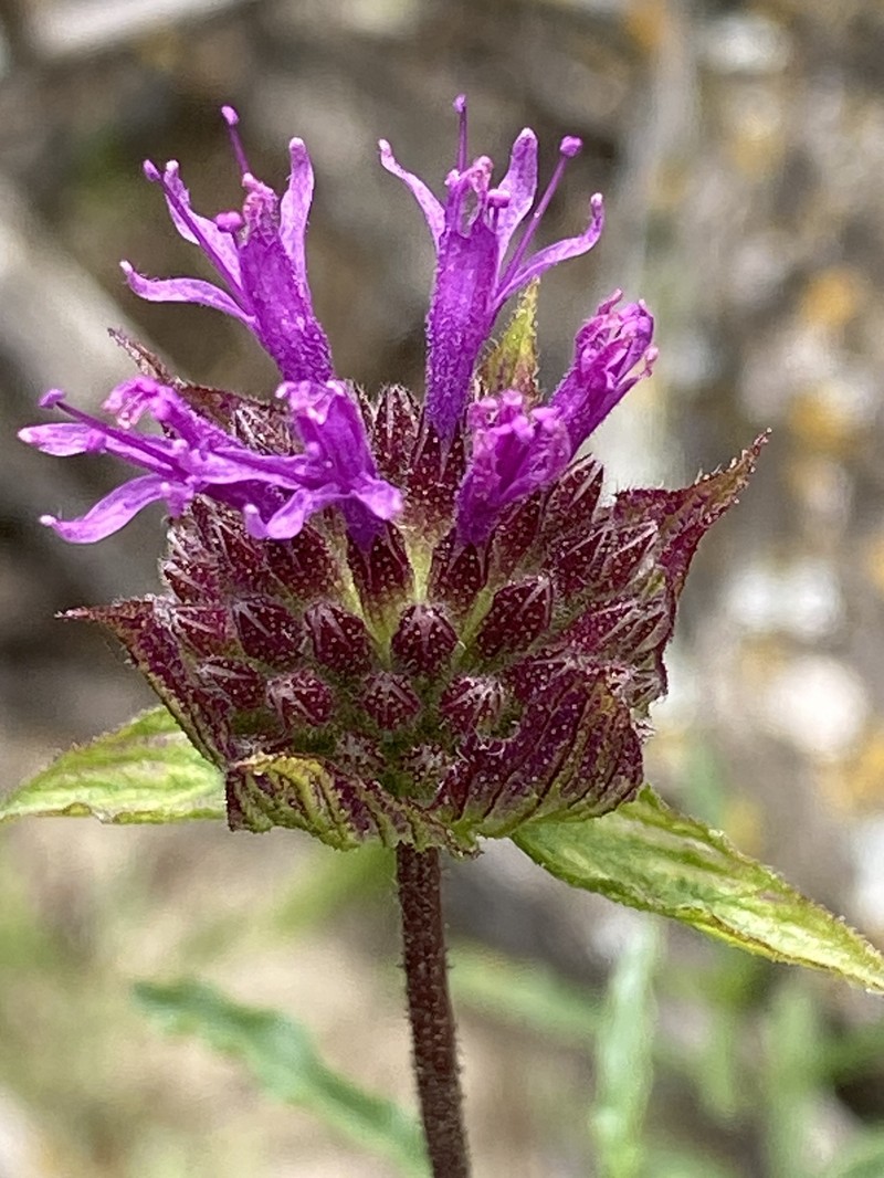 Monardella sinuata subsp. gerryi photo 2