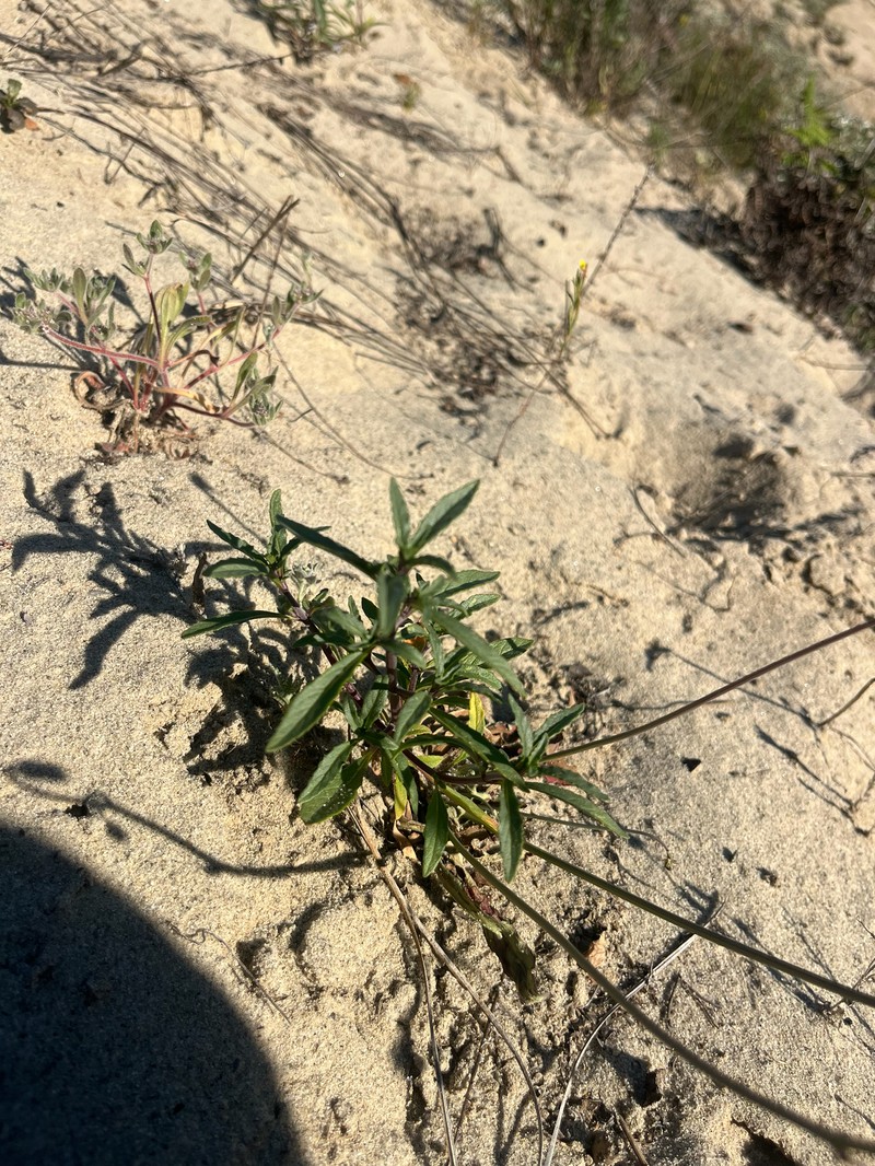 Monardella sinuata subsp. nigrescens