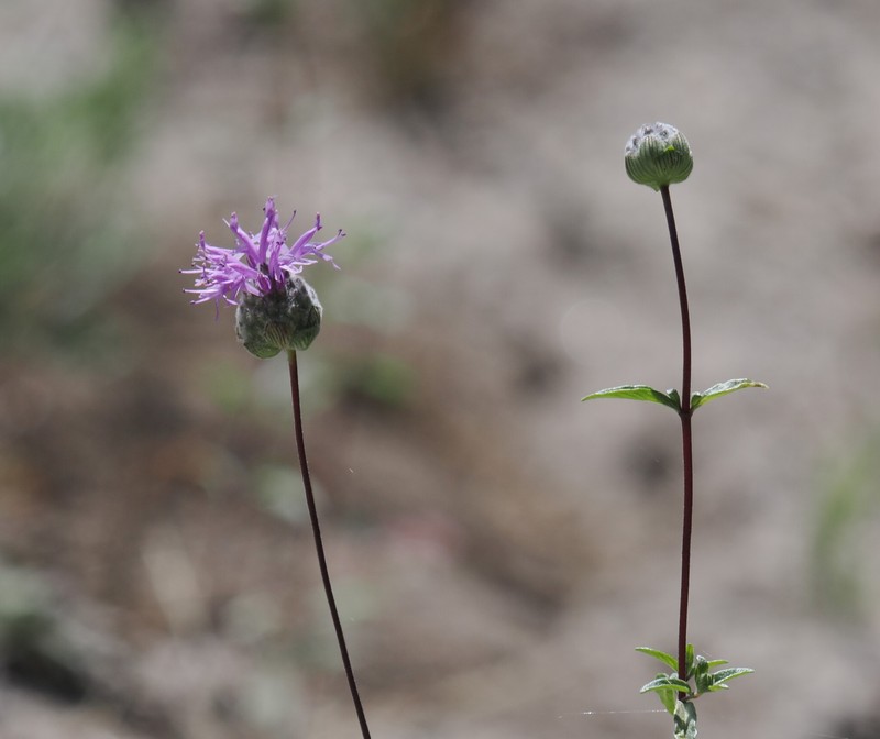 Monardella sinuata subsp. nigrescens photo 2