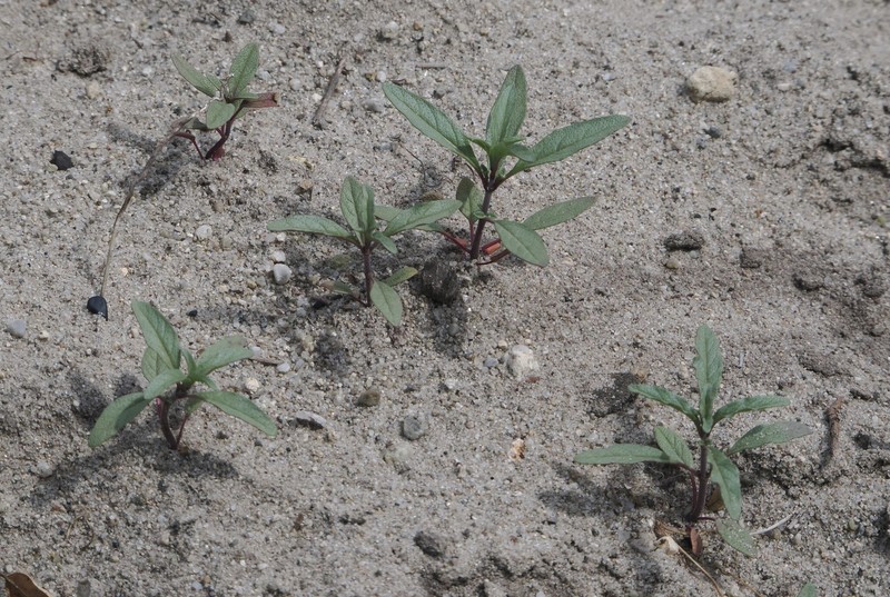 Monardella sinuata subsp. nigrescens photo 3