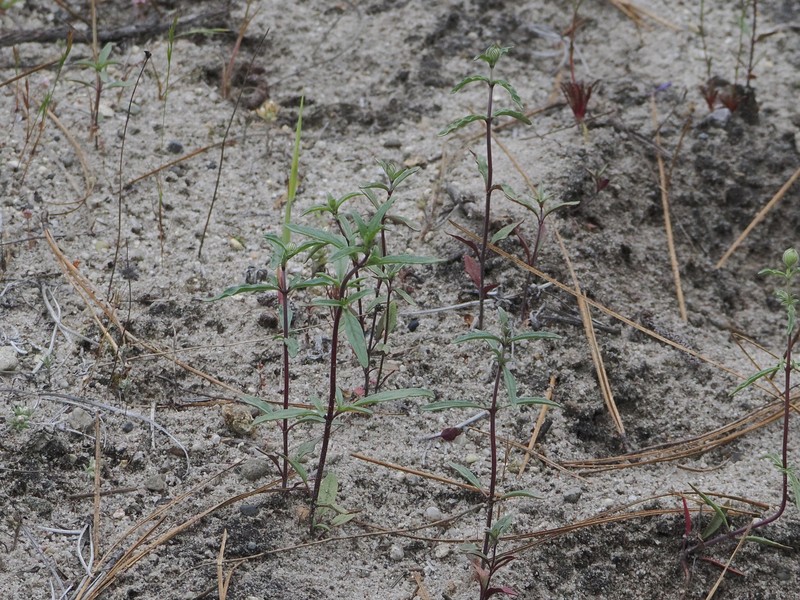 Monardella sinuata subsp. nigrescens photo 4