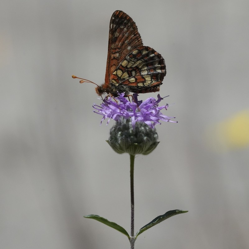 Monardella sinuata subsp. nigrescens photo 5