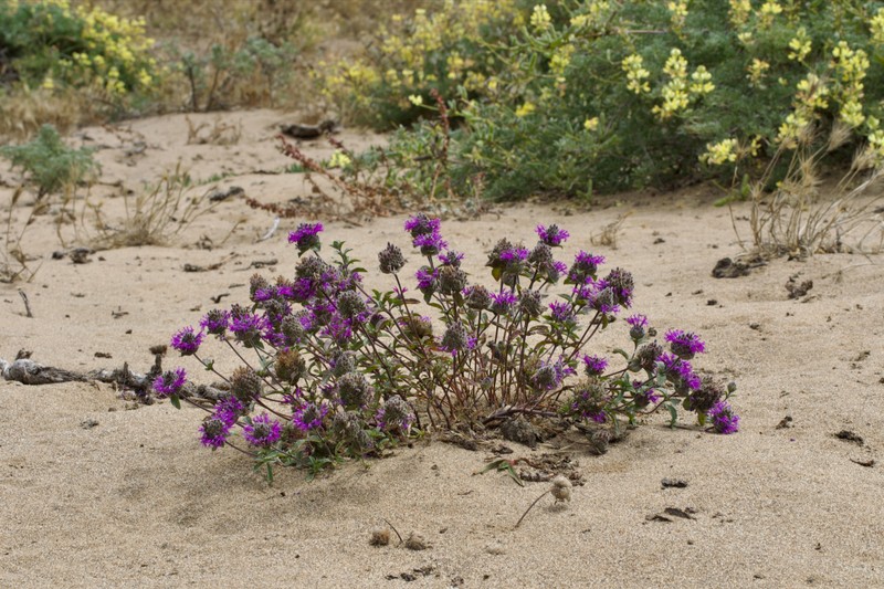Monardella sinuata subsp. nigrescens photo 6