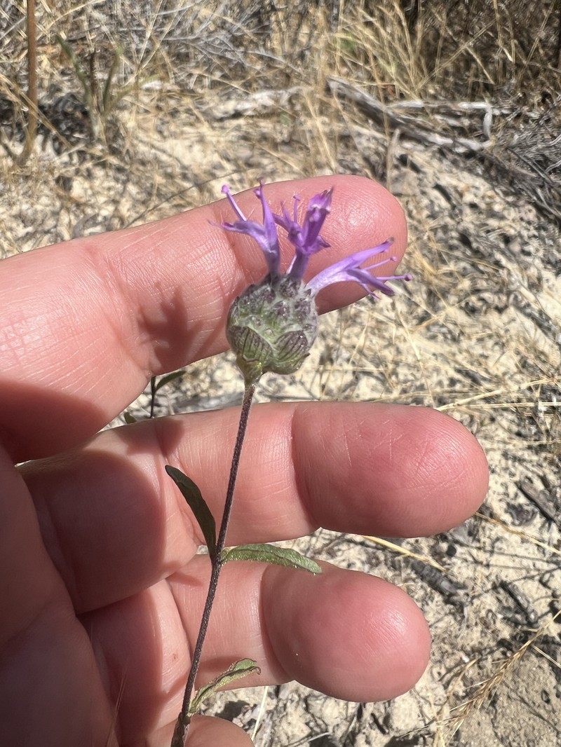Monardella sinuata subsp. nigrescens photo 8