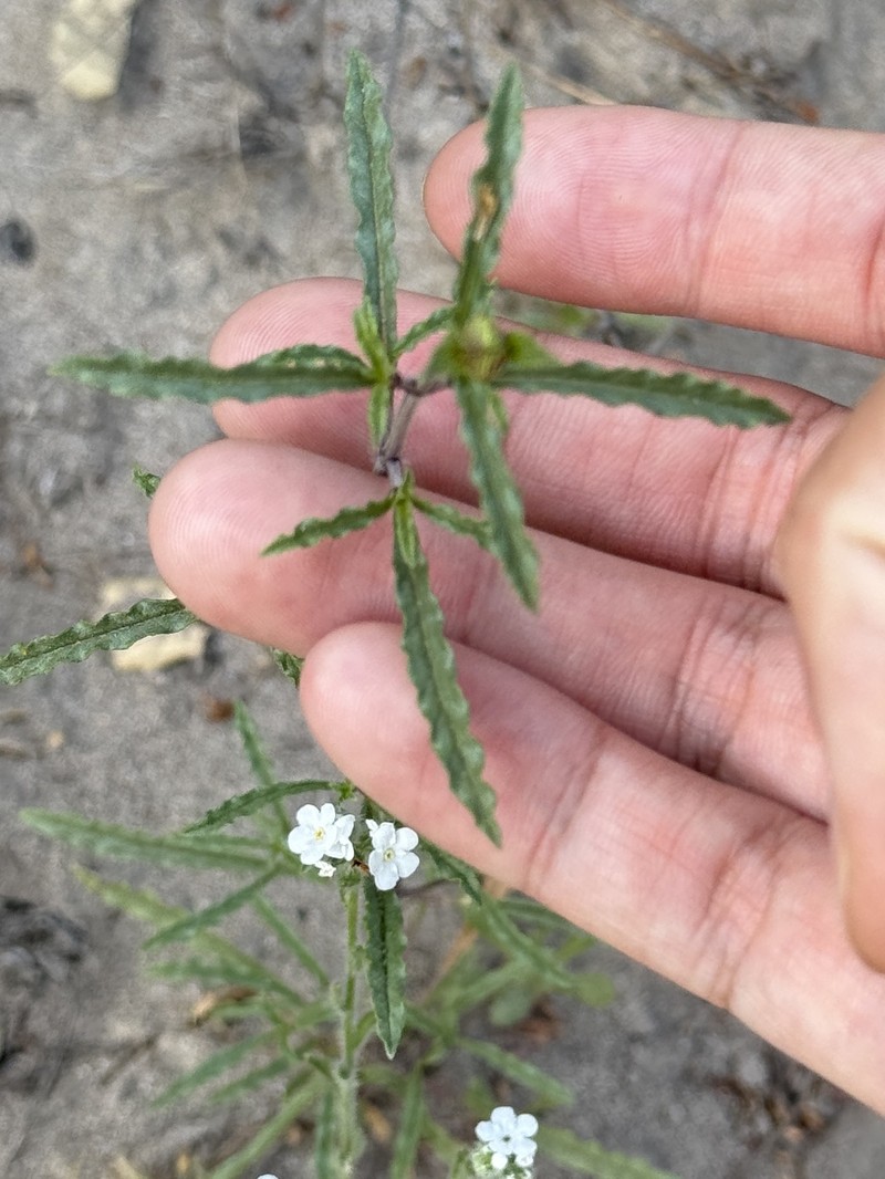 Monardella sinuata subsp. sinuata
