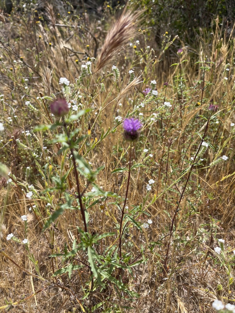 Monardella sinuata subsp. sinuata photo 2