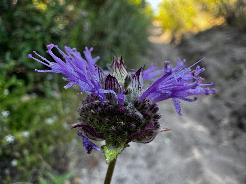Monardella sinuata subsp. sinuata photo 3