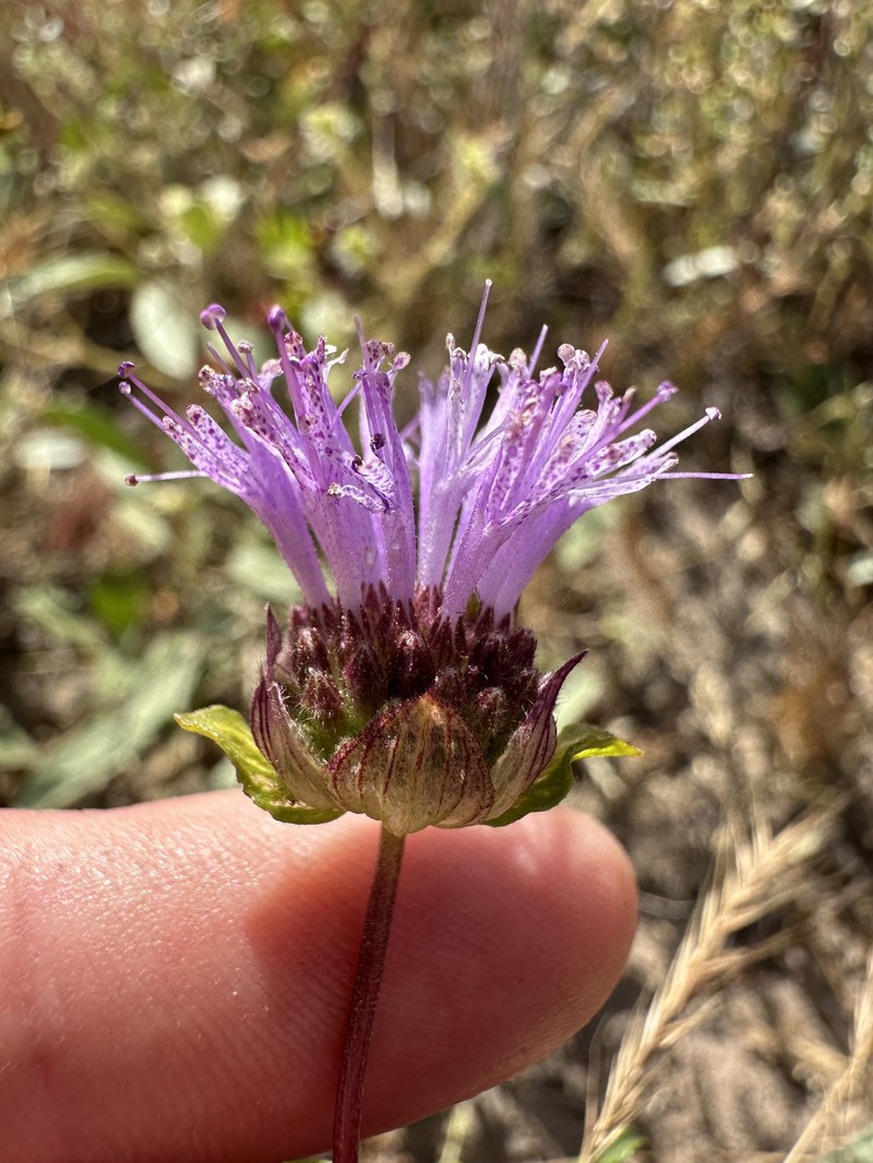 Monardella sinuata subsp. sinuata photo 4