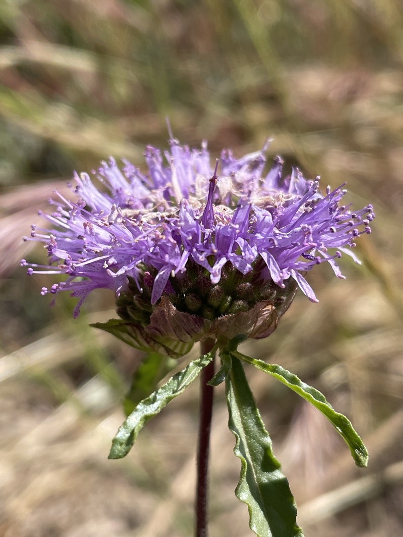 Monardella sinuata subsp. sinuata photo 5