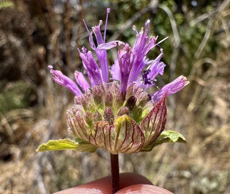 Monardella sinuata subsp. sinuata photo 6