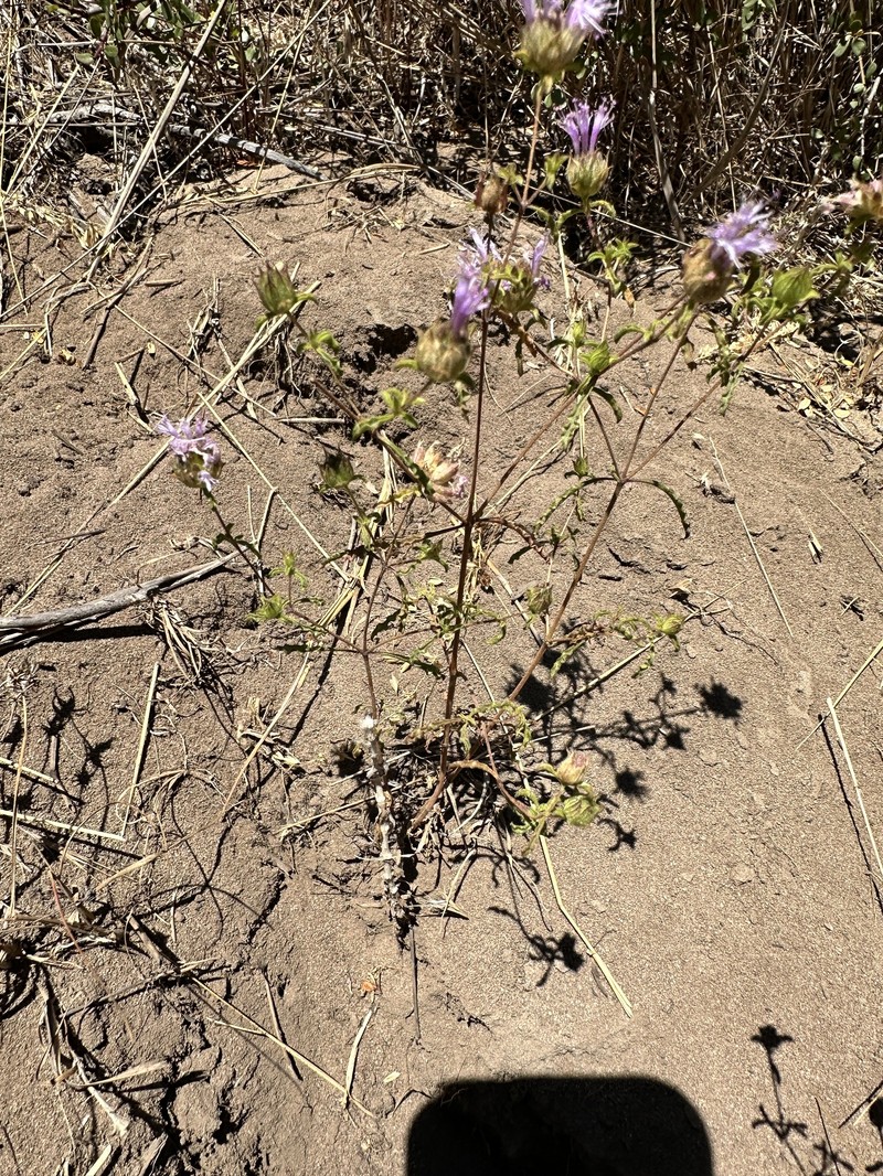 Monardella sinuata subsp. sinuata photo 7