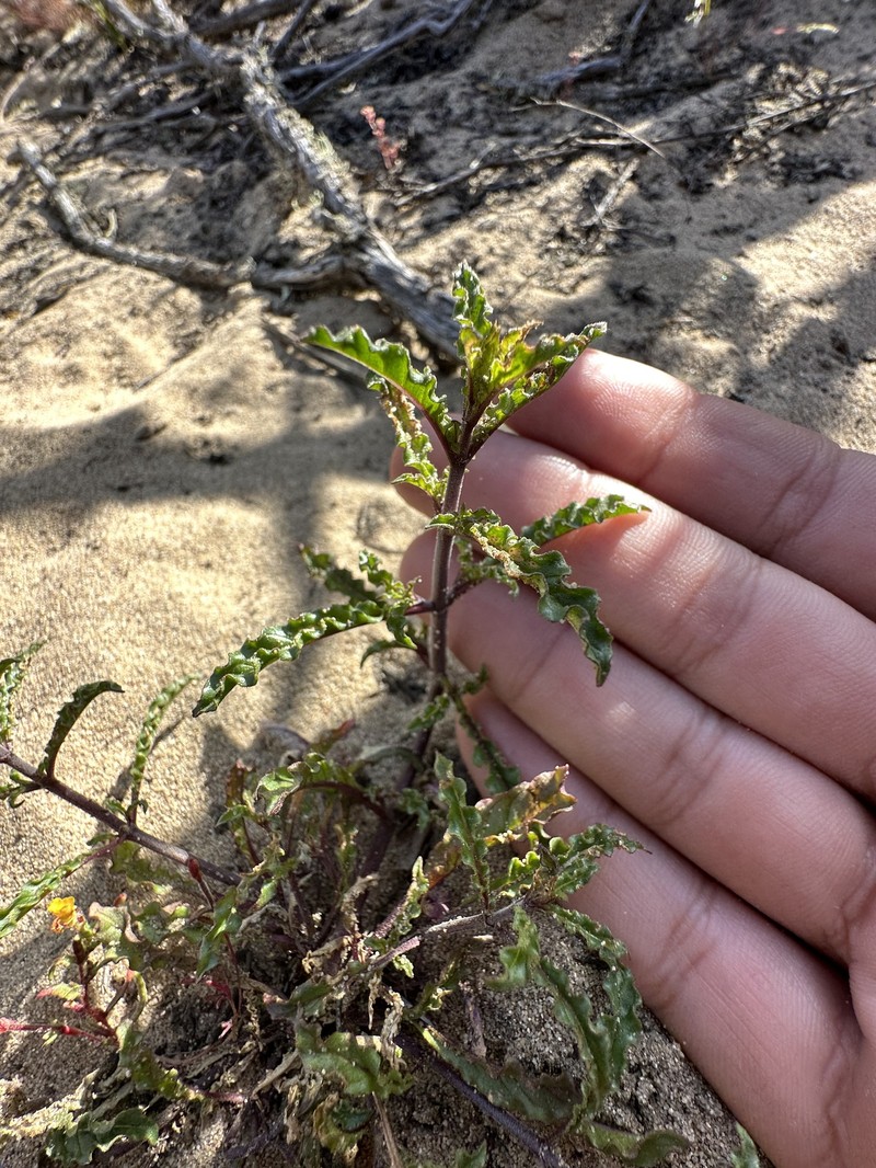 Monardella sinuata subsp. sinuata photo 8